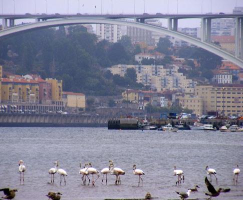 Porto Arrabida Gaia, Big Comfortable, 4Or6 Pax, Ground Floor Vila Nova de Gaia Exteriör bild